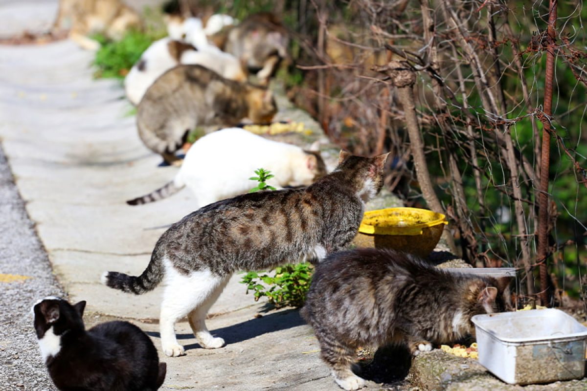 Colonia felina