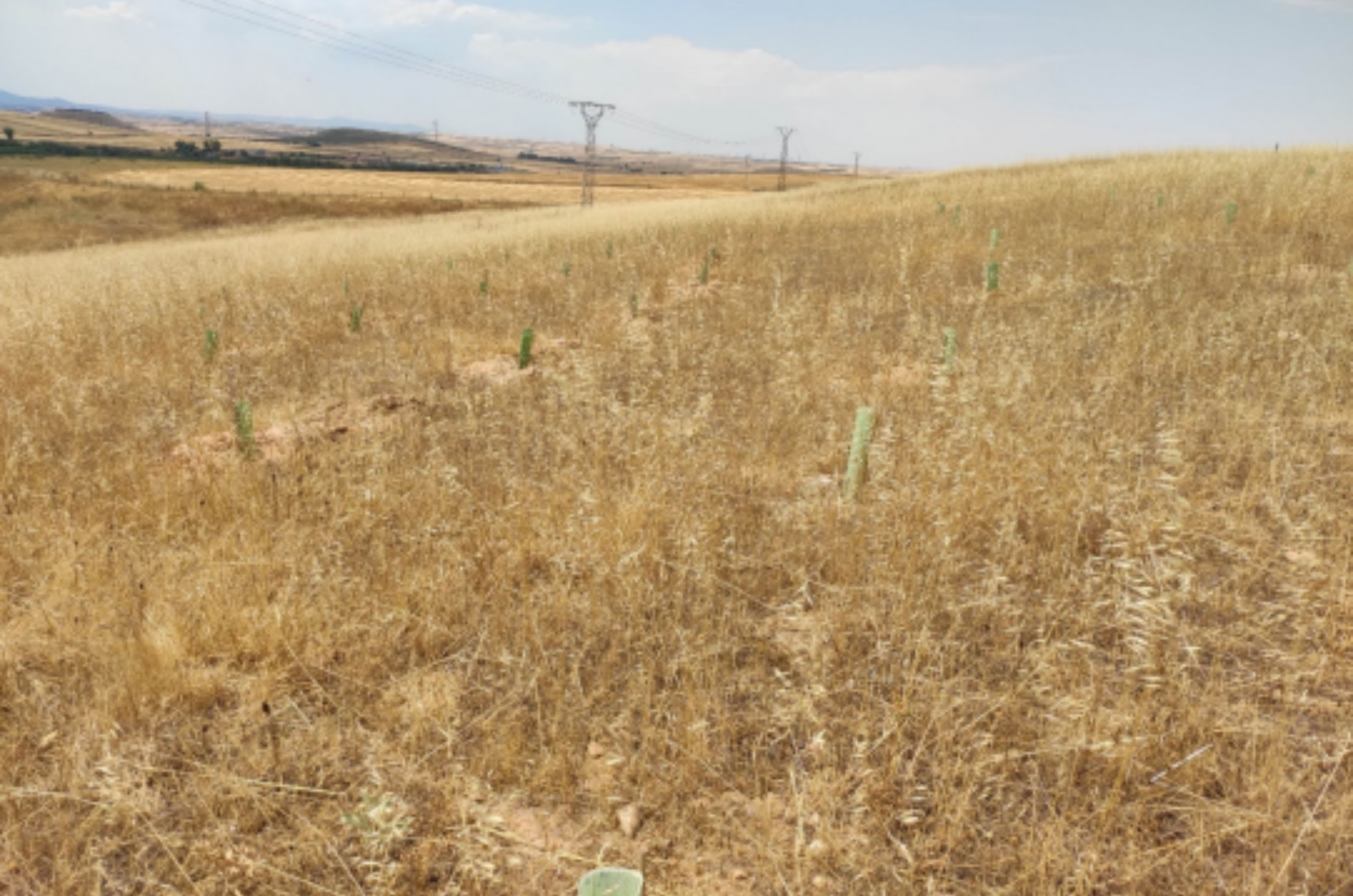 Repoblaciones y Mejora de áreas reforestadas en Segovia