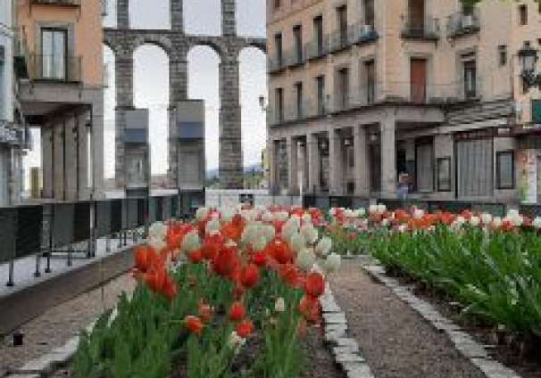 Tulipanes 2