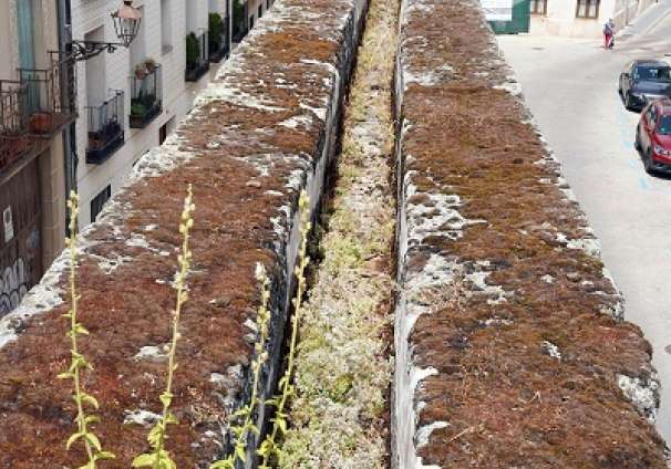 PLANTAS en el CANAL INICIAL