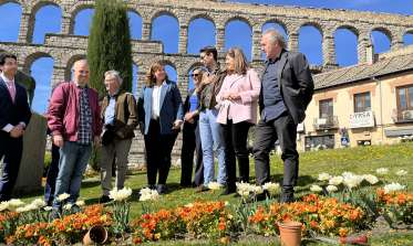 Plantación de  tulipanes