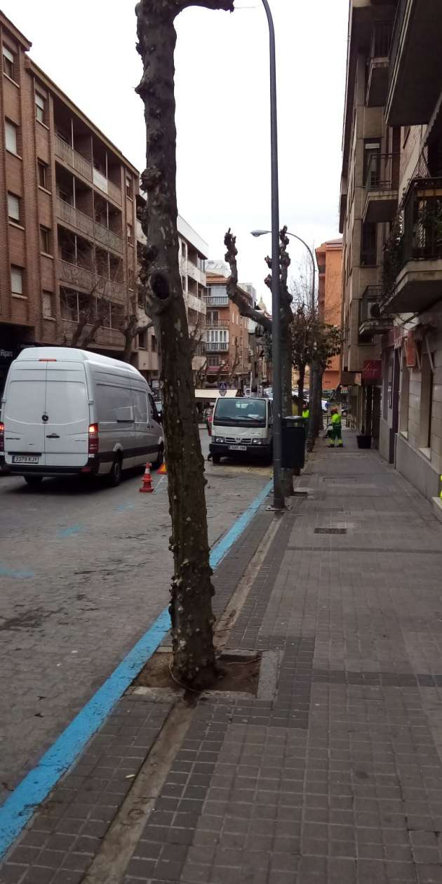 Tala de árboles en Santo Tomás.