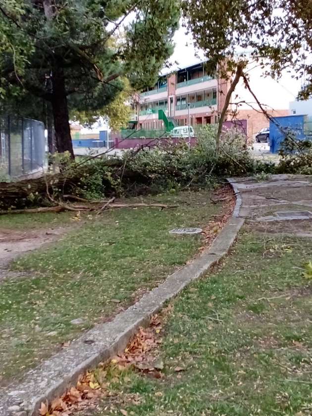 Arbol caido